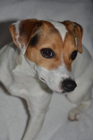 ANUBIS: "...wie man an mir sehen kann! D-eshalb d-urfte ich mich hier d-azuschummeln!"